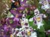 purpletigerorchids_small.jpg