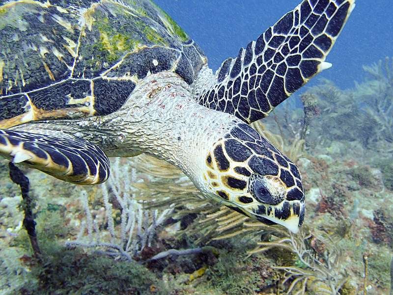 chillhawksbillturtle.jpg