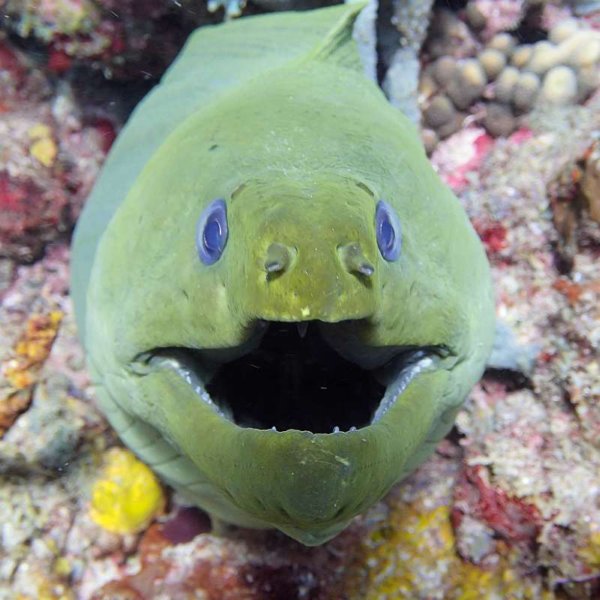 happygreenmoray.jpg