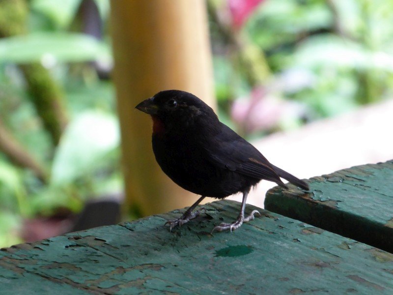 antilleanbullfinch.jpg