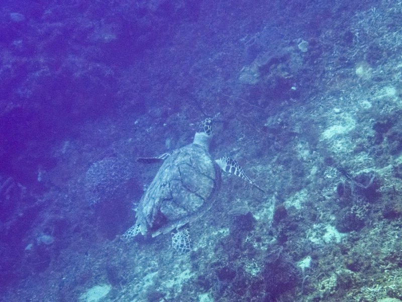 hawksbillturtle.jpg