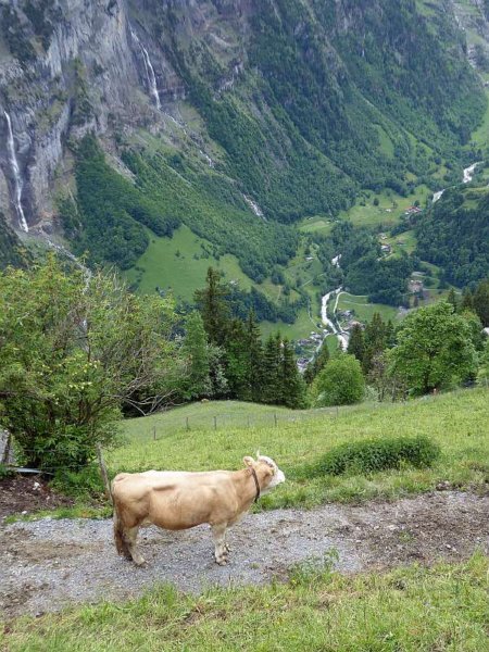 lauterbrunnenvalleywithcow.jpg