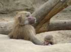 baboonsatthewarsawzoo_small.jpg