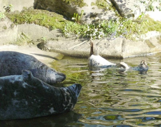 happysealsandsealionsatskansen.jpg