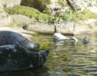 happysealsandsealionsatskansen_small.jpg