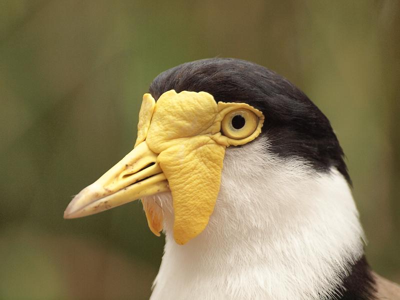 Serious Funny Bird at Taronga Zoo, Sydney