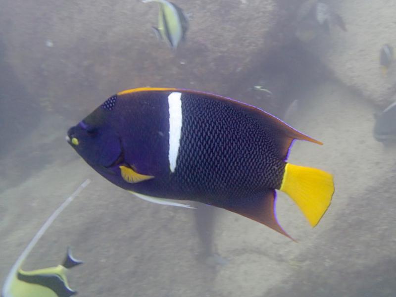 King Angelfish, CSL Marine Park