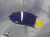 King Angelfish, CSL Marine Park
