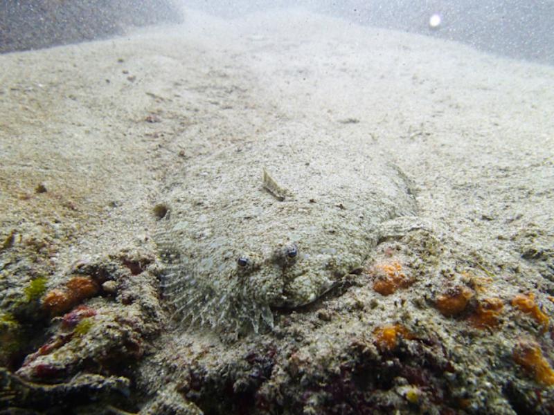 Flummoxing Flatfish, CSL Marine Park