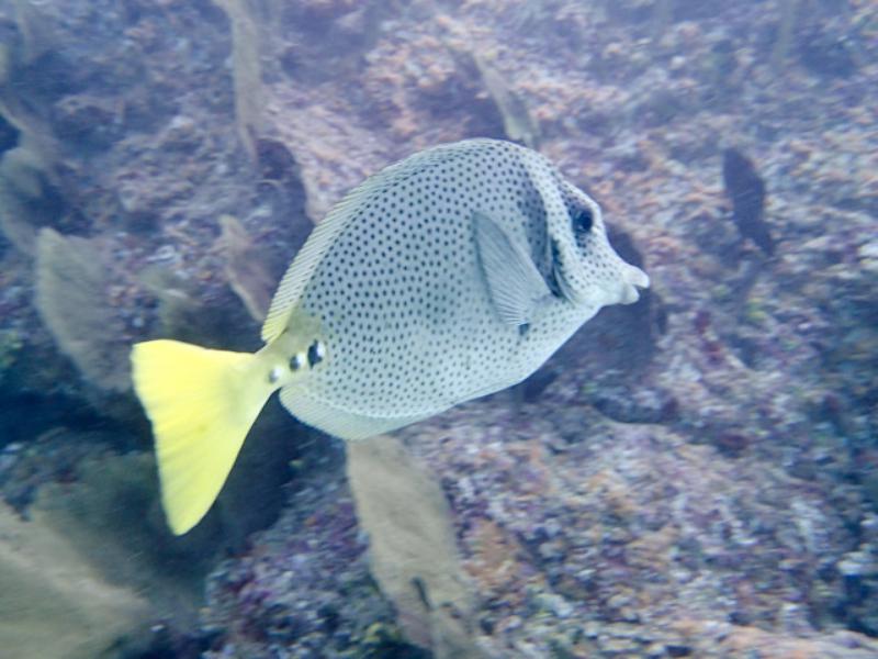 Yellowtail Surgeonfish, CSL Marine Park