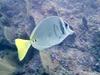 Yellowtail Surgeonfish, CSL Marine Park