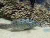 Goliath Grouper, CSL Marine Park