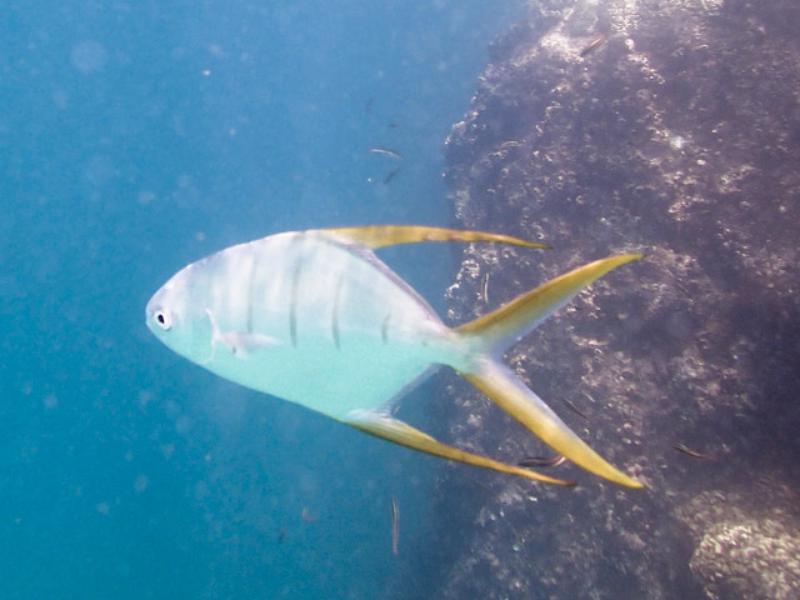 Gafftopsail Pompano, CSL Marine Park