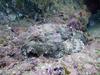Red Scorpionfish, CSL Marine Park