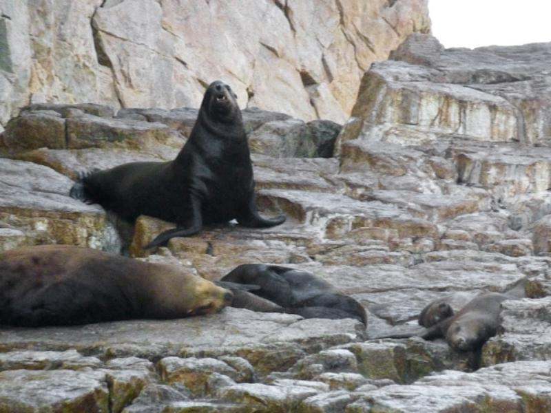 Sea Lions near CSL