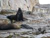 Sea Lions near CSL