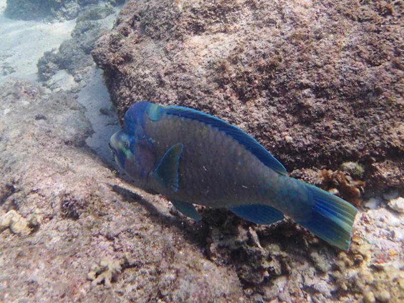 Bumphead Parrotfish, Chileno Bay