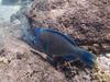 Bumphead Parrotfish, Chileno Bay