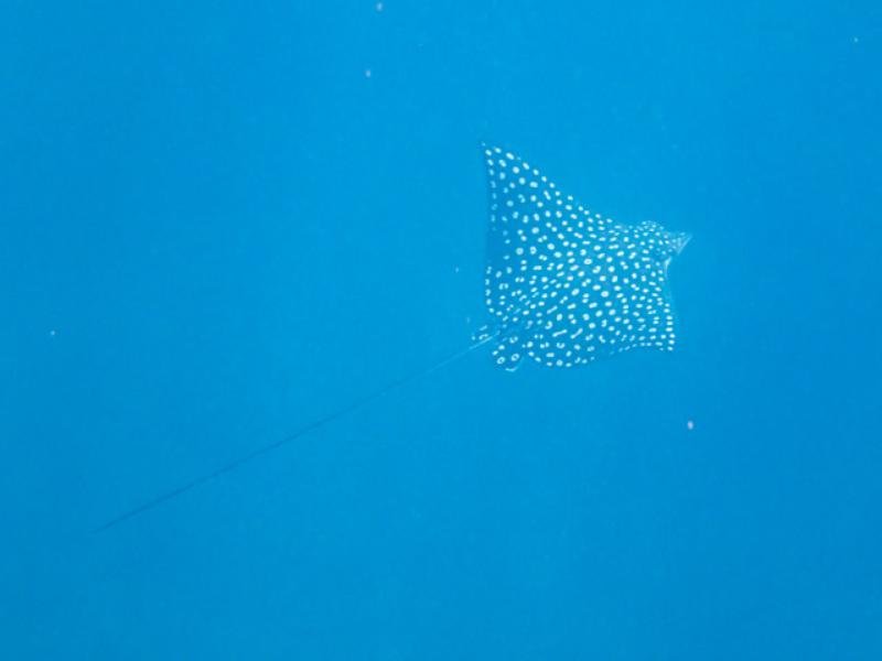 Spotted Eagle Ray, Chileno Bay