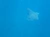 Spotted Eagle Ray, Chileno Bay