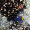 Juvenile King Angelfish, Chileno Bay