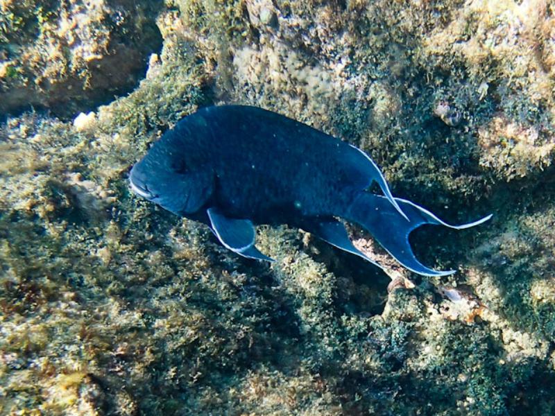 Giant Damselfish, Chileno Bay