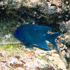 Cortez Damselfish, Chileno Bay