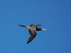 brownbooby_small.jpg