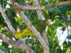 caymanbracparrot_small.jpg