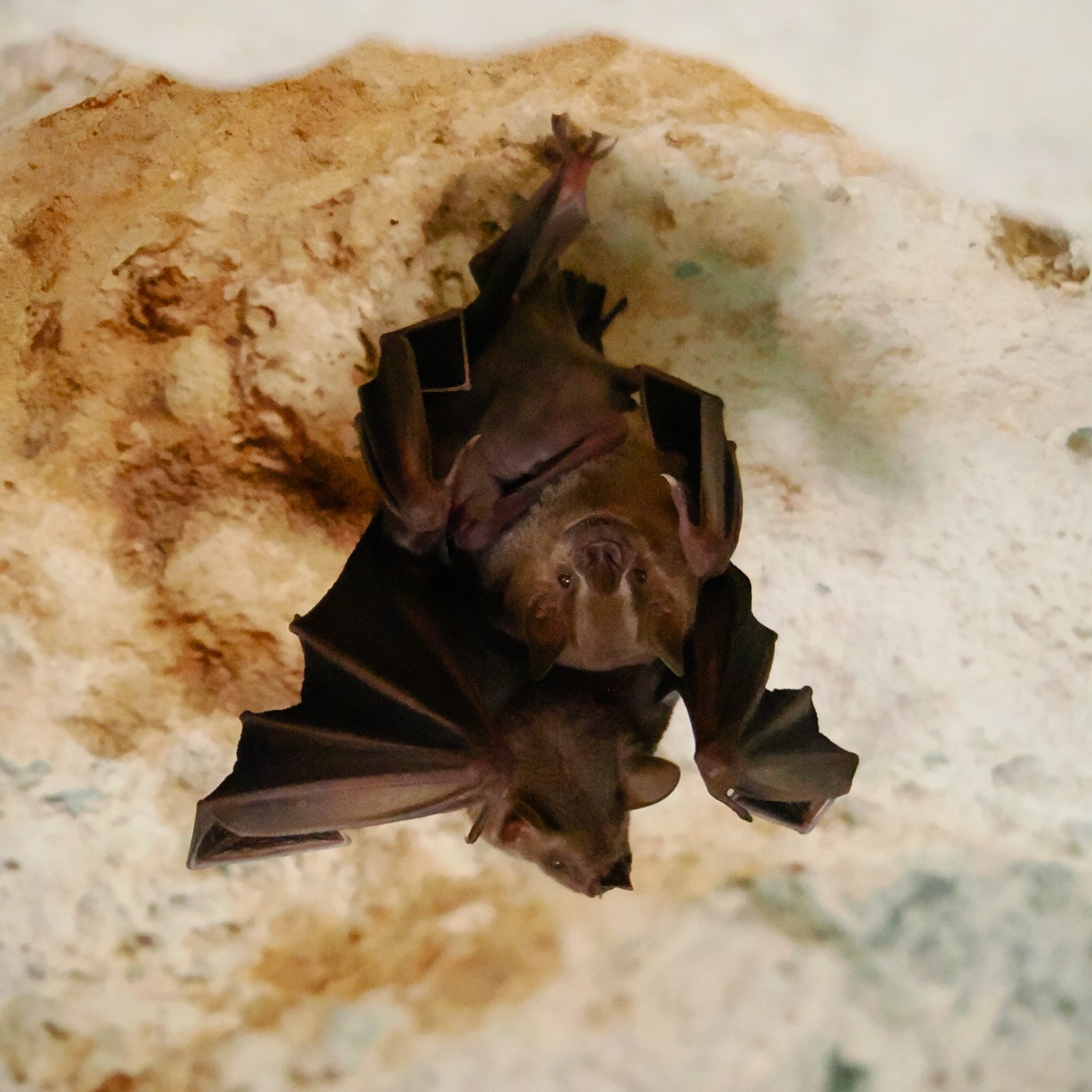 fruitbats.jpg