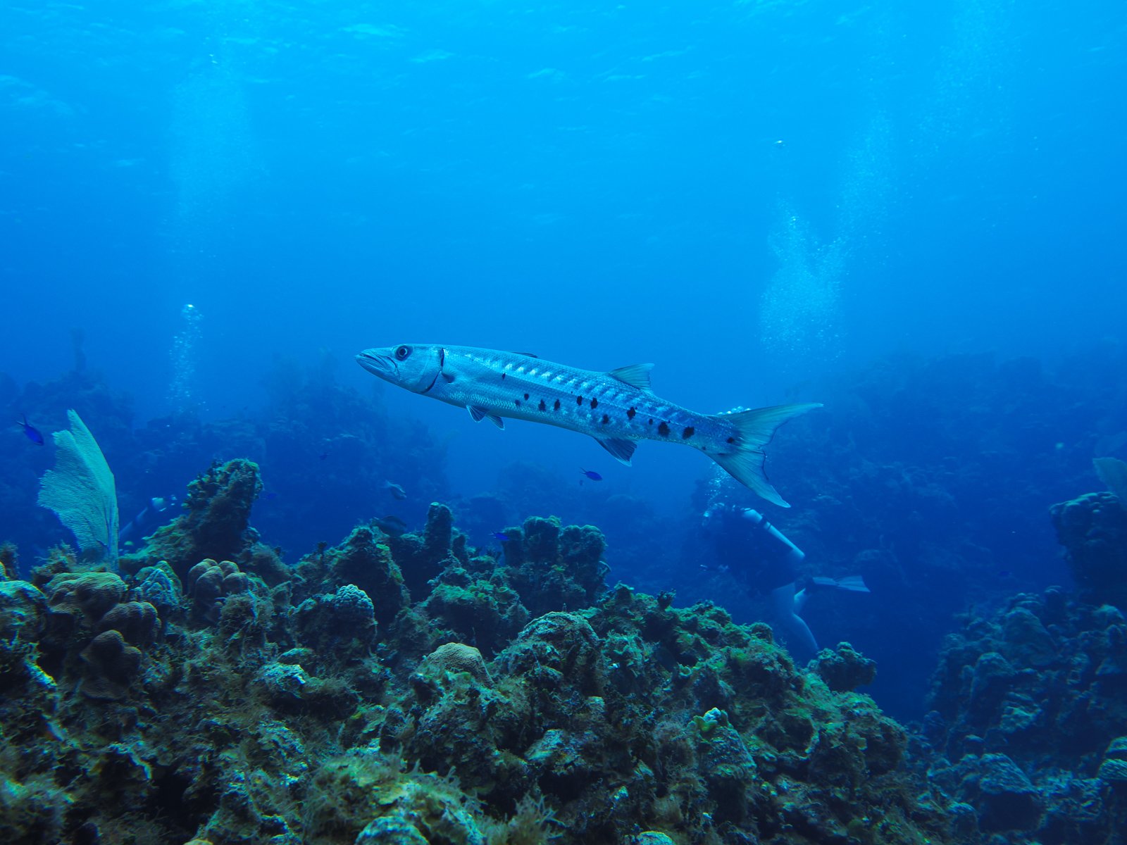 greatbarracuda.jpg