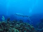 greatbarracuda_small.jpg