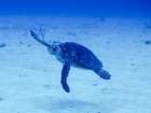 hawksbillturtle_small.jpg