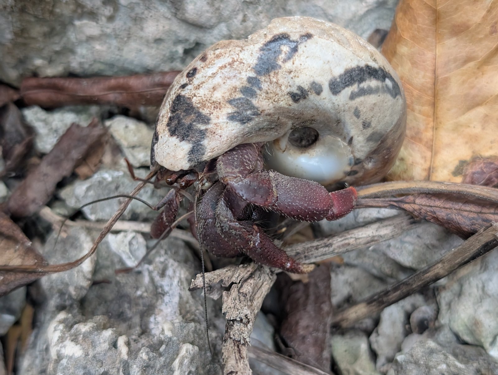 hermitcrab.jpg