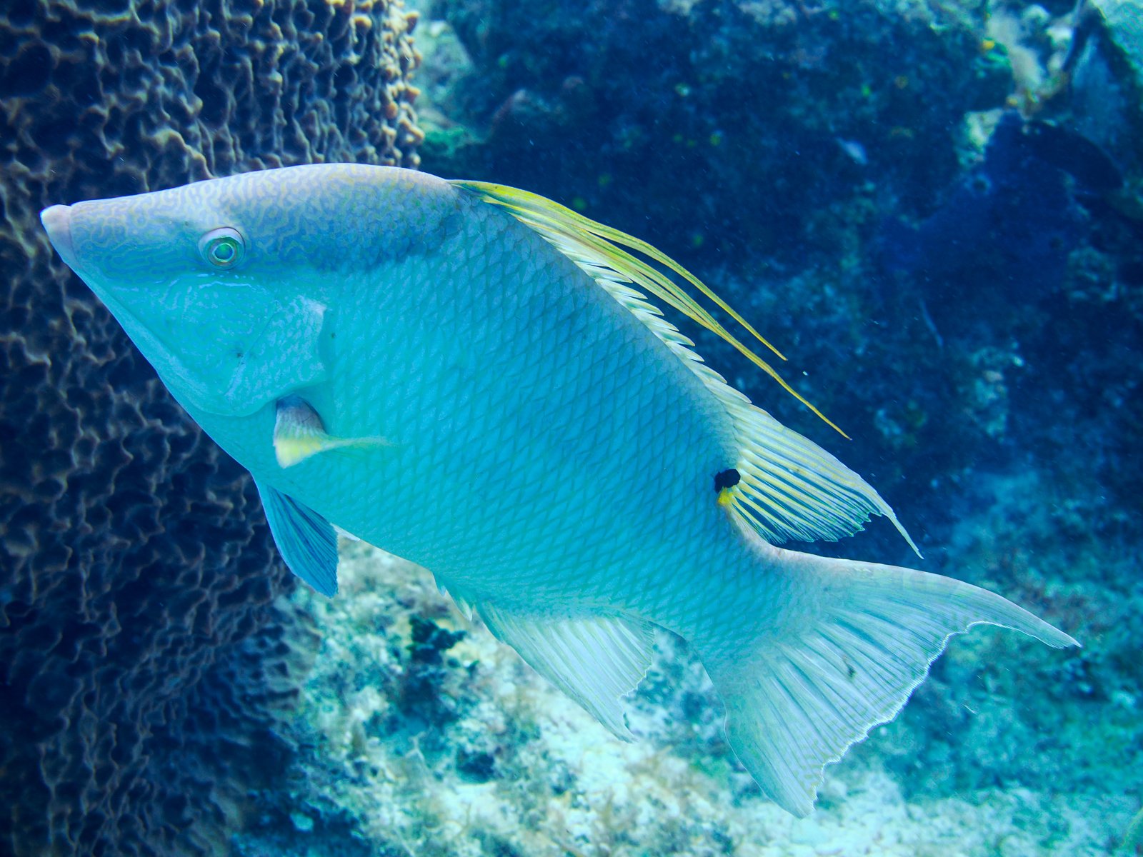 hogfish.jpg