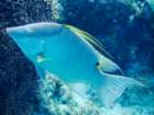 hogfish_small.jpg