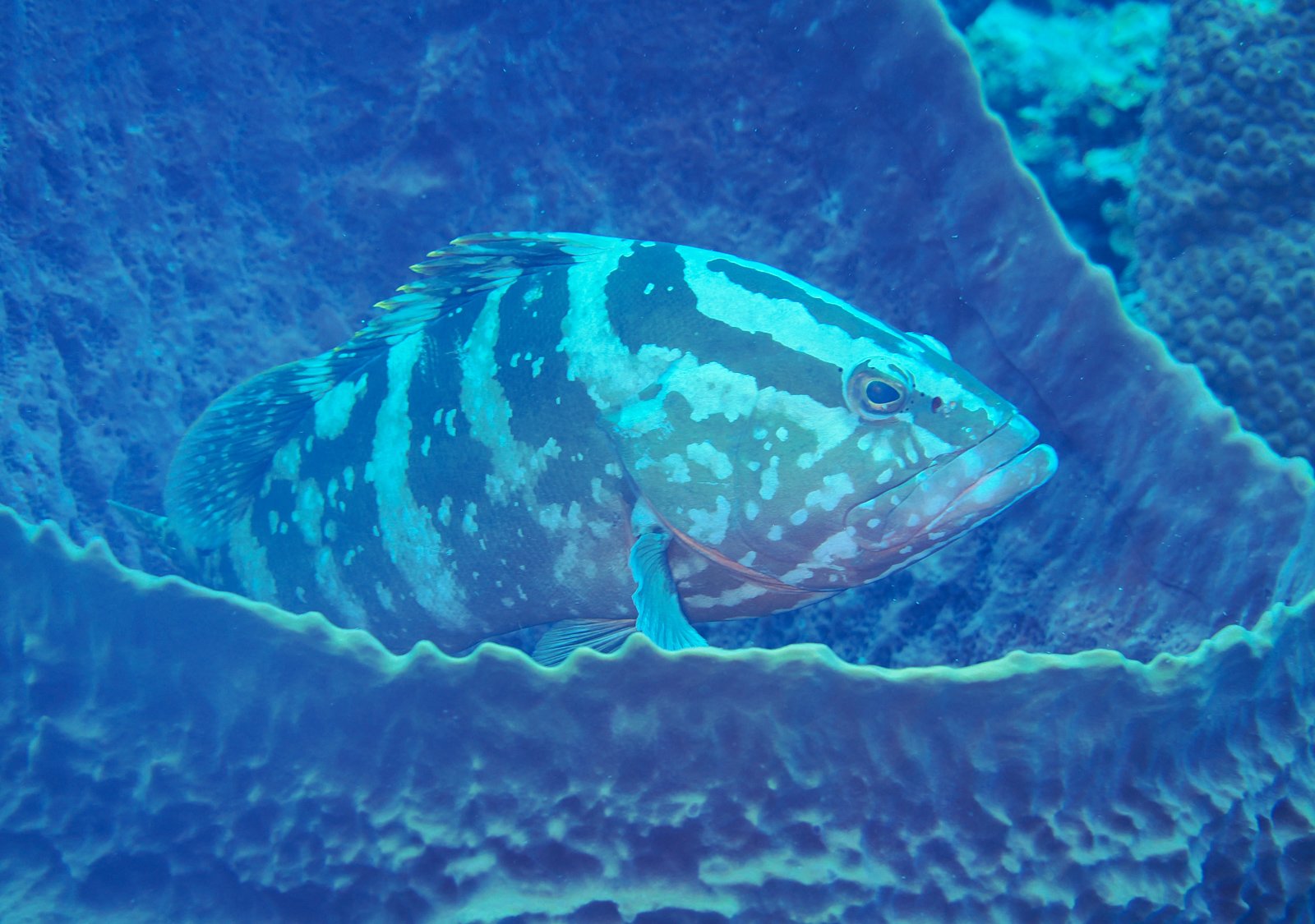 nassaugrouper.jpg
