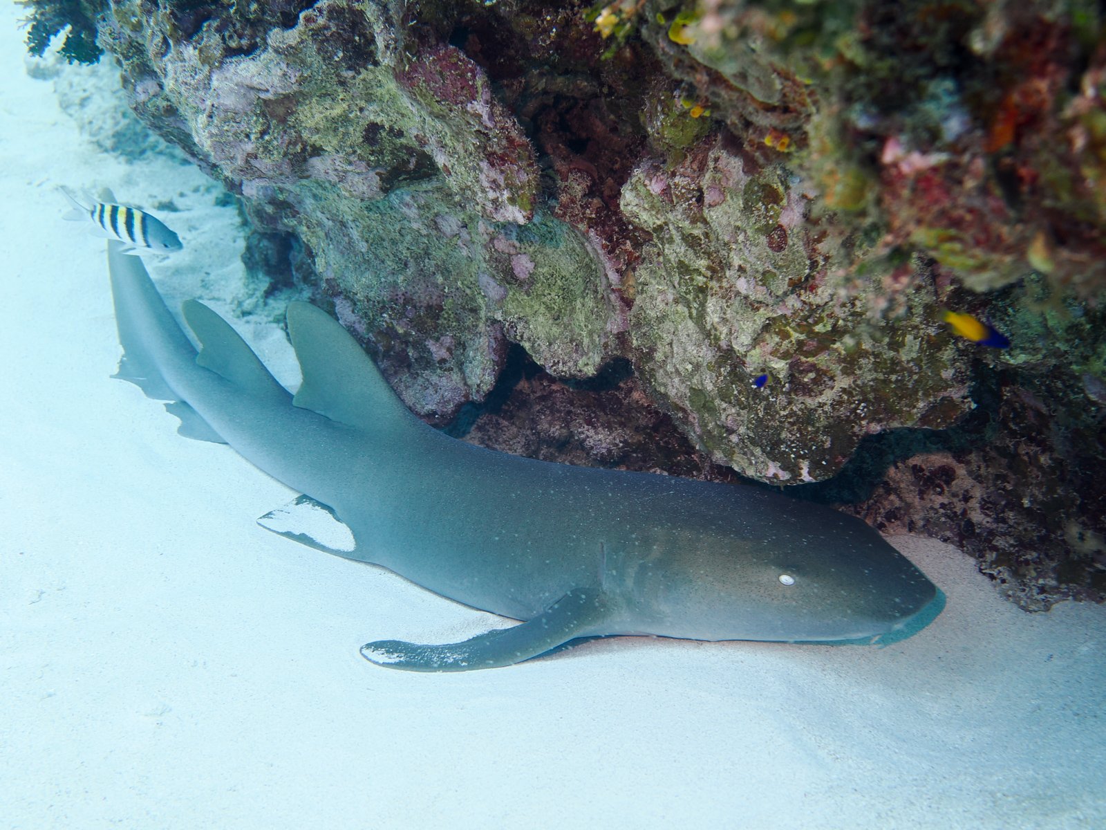 nurseshark.jpg