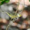 prairiewarbler_small.jpg
