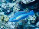 princessparrotfish_small.jpg
