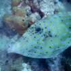 scrawledfilefish_small.jpg