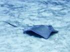 southernstingray_small.jpg