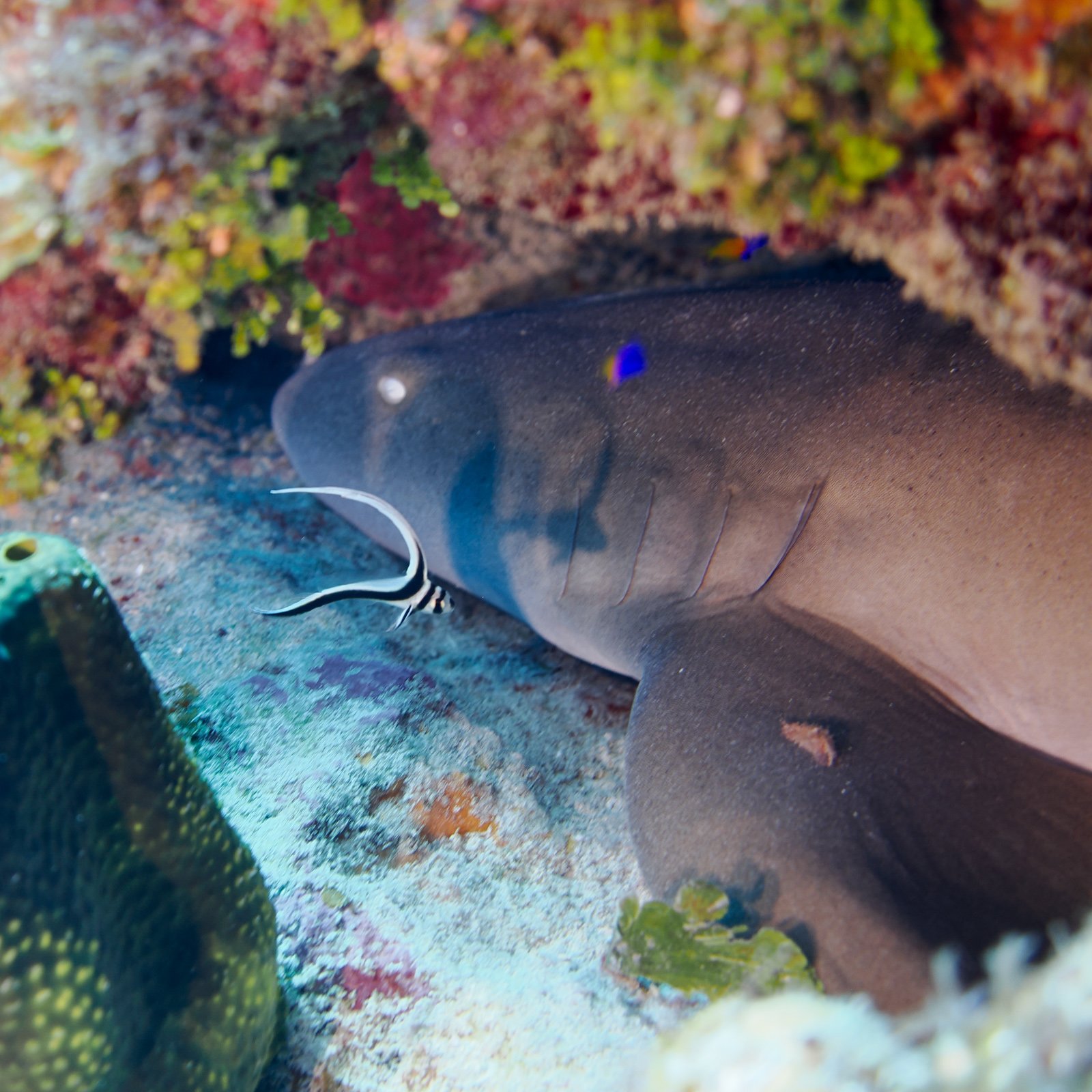 spotteddrumandnurseshark.jpg