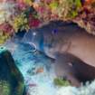 spotteddrumandnurseshark_small.jpg