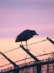 yellowcrownednightheron_small.jpg