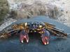 Thin-Shell Rock Crab, Shark's Cove, Oahu
