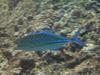 Blue Crevalle, Shark's Cove, Oahu