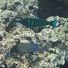 Green Bird Wrasse and friend, Shark's Cove, Oahu