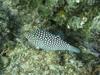 Boxfish, Sunset Beach, Oahu
