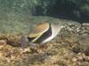 Reef Triggerfish, Sunset Beach, Oahu